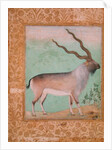 Ibex, Mughal by Indian School
