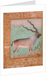 Ibex, Mughal by Indian School