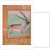 Ibex, Mughal by Indian School
