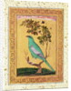 Green Bird, Mughal by Indian School