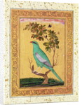 Green Bird, Mughal by Indian School