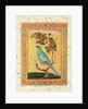 Green Bird, Mughal by Indian School