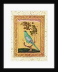 Green Bird, Mughal by Indian School