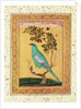 Green Bird, Mughal by Indian School