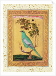 Green Bird, Mughal by Indian School