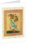Green Bird, Mughal by Indian School