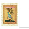Green Bird, Mughal by Indian School