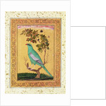 Green Bird, Mughal by Indian School