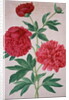 Peonies by Johann Jakob Walther