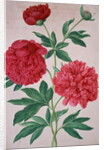 Peonies by Johann Jakob Walther