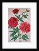 Peonies by Johann Jakob Walther
