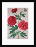 Peonies by Johann Jakob Walther