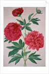 Peonies by Johann Jakob Walther