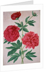 Peonies by Johann Jakob Walther