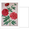 Peonies by Johann Jakob Walther