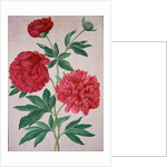 Peonies by Johann Jakob Walther