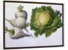 Turnip, Cabbage by Claude Aubriet