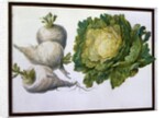 Turnip, Cabbage by Claude Aubriet