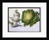 Turnip, Cabbage by Claude Aubriet