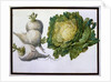 Turnip, Cabbage by Claude Aubriet