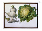 Turnip, Cabbage by Claude Aubriet