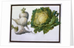 Turnip, Cabbage by Claude Aubriet