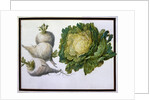 Turnip, Cabbage by Claude Aubriet