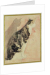 Study of a Cat by Gwen John