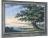 The Great Tree of Kingston with a view of Philadelphia behind by C.A. During