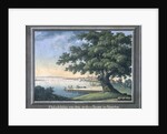 The Great Tree of Kingston with a view of Philadelphia behind by C.A. During