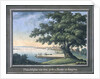 The Great Tree of Kingston with a view of Philadelphia behind by C.A. During