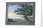 The Great Tree of Kingston with a view of Philadelphia behind by C.A. During