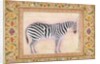Zebra by Mansur