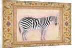 Zebra by Mansur