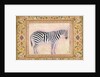 Zebra by Mansur