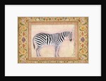 Zebra by Mansur