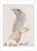 The Gray Bird by Edward Lear