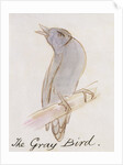 The Gray Bird by Edward Lear