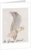 The Gray Bird by Edward Lear