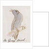 The Gray Bird by Edward Lear