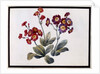 Auricula, c.1690 by Claude Aubriet