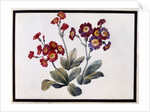 Auricula, c.1690 by Claude Aubriet