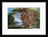 An Ancient Beech Tree, 1794 by Paul Sandby