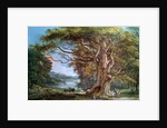 An Ancient Beech Tree, 1794 by Paul Sandby