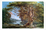 An Ancient Beech Tree, 1794 by Paul Sandby