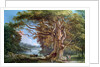 An Ancient Beech Tree, 1794 by Paul Sandby
