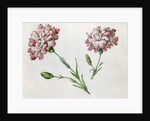 Carnations by Claude Aubriet