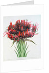 Gymea Lily, 1826 by English School