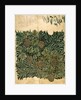 Design for 'Vine' wallpaper, c.1872 by William Morris