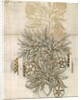Floral textile design for Morris and Co. by English School